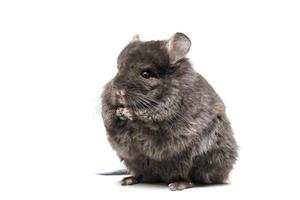 Black chinchilla on a white background photo