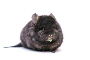 Cute chinchilla comiendo sobre fondo blanco. foto