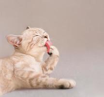 Scottish striped cat licking his paw photo
