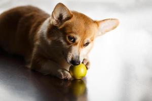 Funny red-white corgi eats a green apple on floor at home. The dog gnaws photo