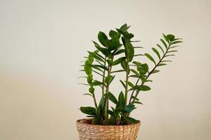 houseplant in a straw pots against a wall background photo