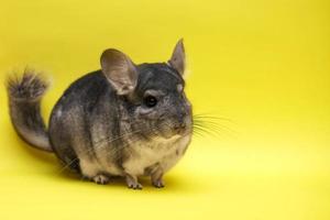 cute chinchilla on yellow background photo