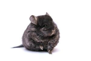 Black chinchilla on a white background photo