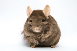 cute brown chinchilla on white background photo