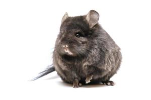 Black chinchilla on a white background photo