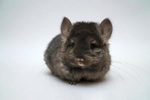 chinchilla negra sobre un fondo blanco foto