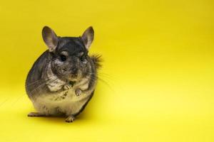 cute chinchilla on yellow background photo