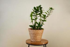 houseplant in a straw pots against a wall background photo