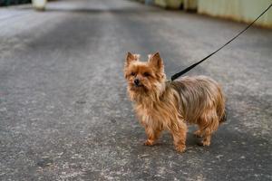 Funny thoroughbred beautiful yorkshire terrier of brown color for walk on leash photo