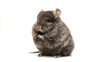 Black chinchilla on a white background photo