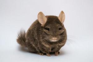 cute brown chinchilla on white background photo