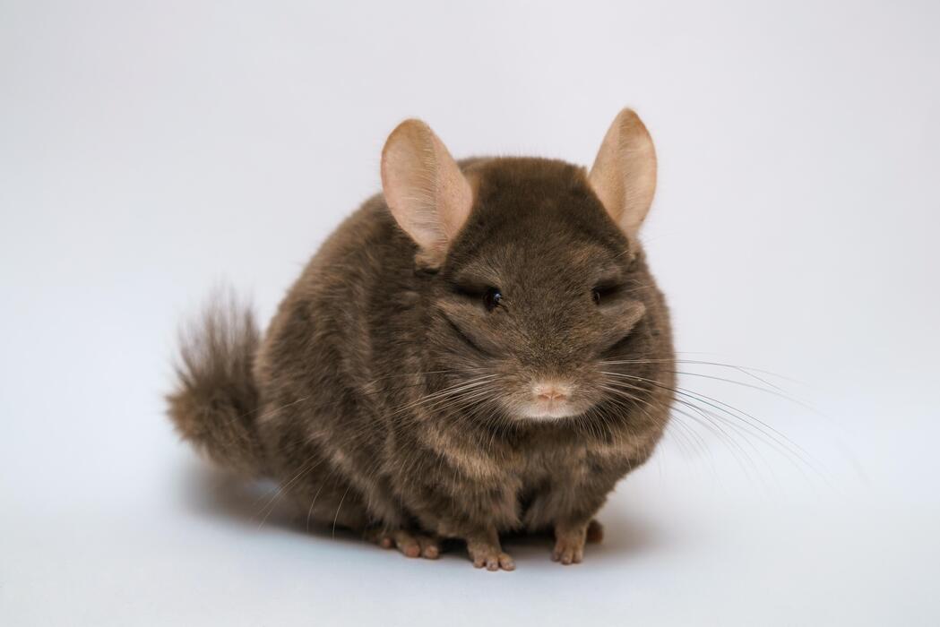 Chinchilla Stock Photos, Images and Backgrounds for Free Download