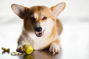 Funny red-white corgi eats a green apple on floor at home. The dog gnaws photo