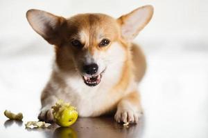 divertido corgi rojo-blanco come una manzana verde en el suelo en casa. el perro roe foto