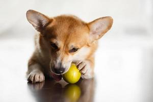 Funny red-white corgi eats a green apple on floor at home. The dog gnaws photo