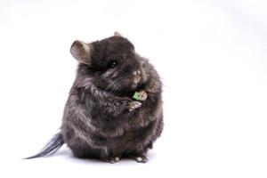 Cute chinchilla comiendo sobre fondo blanco. foto