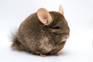 cute brown chinchilla on white background photo