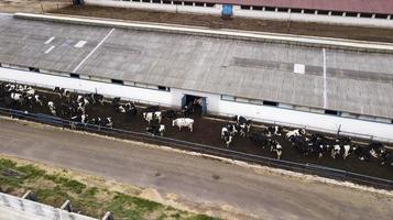 herd of cows on the farm view from the drone photo