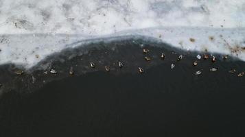 los patos se sientan en el hielo y nadan en el río. foto