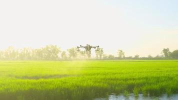 drone agrícola voando e pulverizando fertilizantes e pesticidas sobre terras agrícolas, inovações de alta tecnologia e agricultura inteligente