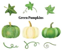Green Pumpkins vines and leaves watercolor collection vector