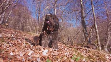 Bergamasco shepherd dog in the woods with leaves on him