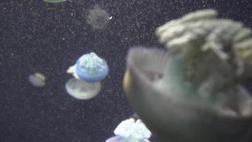 witte blauwe en gele kwallen drijvend in wateraquarium in 4k video