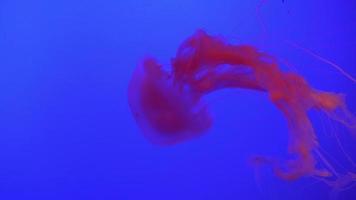 belo grupo de água-viva chrysaora fuscescens flutuando pelo oceano em 4k video