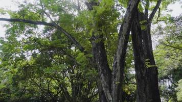 cámara lenta de gran árbol natural en el parque con destello de sol video