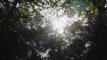 câmera lenta de grande árvore natural no parque com reflexo do sol video