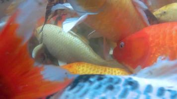 vista superior da câmera lenta da mão alimentando peixes koi. carpa chique com colorido na lagoa natural video