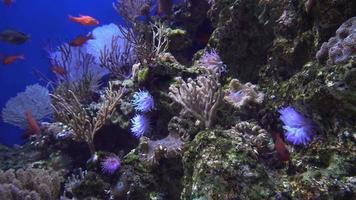 Unterwasseransicht von bunten exotischen Fischen in einem Aquarium in 4k video