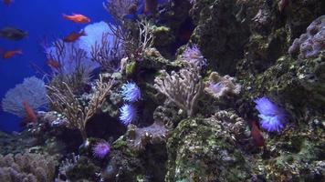 vue sous-marine de poissons exotiques colorés dans un aquarium en 4k video