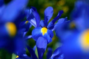 Blue magic iris flower. photo