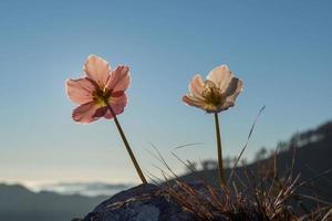 Hellebore snowdrop in the at sunset in the mountains photo