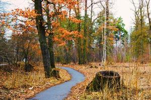 Sunlight in the autumn forest. Sunny day photo