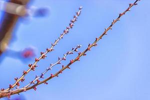 The first spring gentle leaves, photo