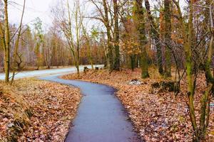 Sunlight in the autumn forest. day outdoor photo