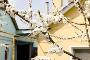 White flowers and buds of an apricot tree in spring blossom photo