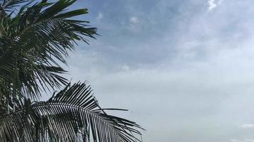 Video de lapso de tiempo de 4k de hojas de coco o palmeras y nubes que se mueven durante el día, video adecuado para el verano y las vacaciones