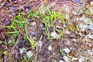 hierba verde joven en el día del bosque de primavera foto