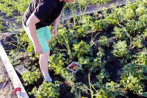 man picking strawberries in the garden photo