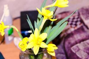 Yellow daffodil flowers in vase on the table photo