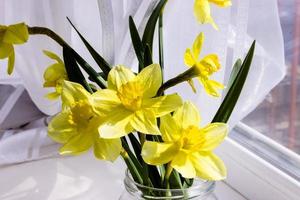 Yellow daffodil flowers in vase on the table photo