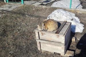 street cat in spring photo