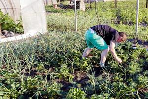 hombre recogiendo fresas en el jardín foto