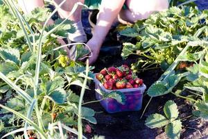 man picking strawberries in the garden photo