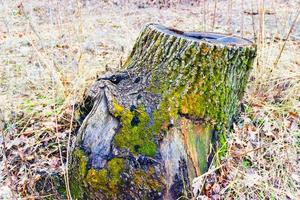 old stump on whitch green moss grows photo