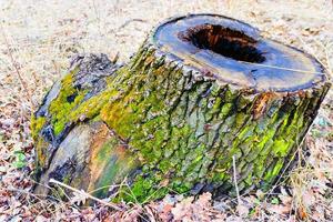 old stump on whitch green moss grows photo