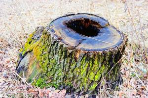 old stump on whitch green moss grows photo